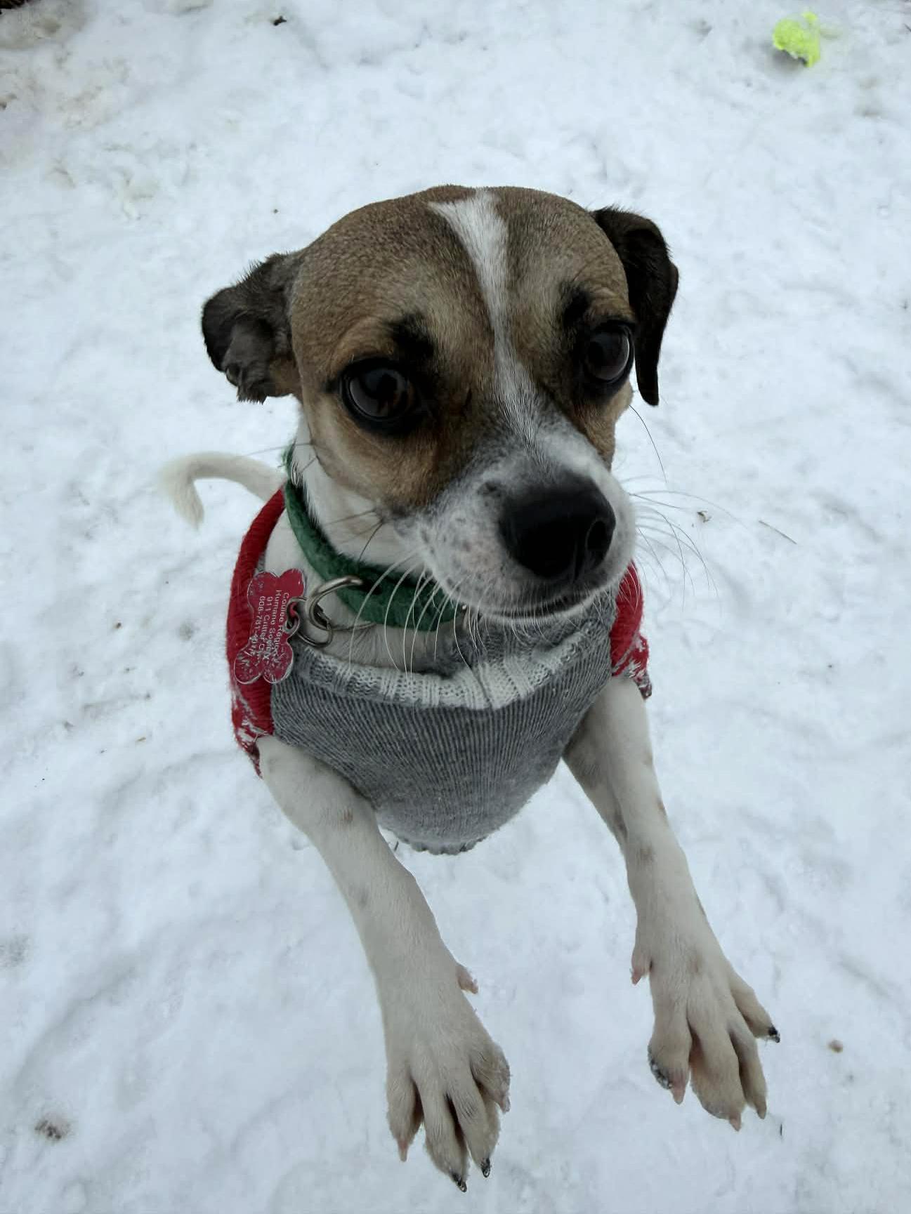 Enlarge Melissa, a ADOPTABLE mixed breed in Onalaska, WI image 2/6