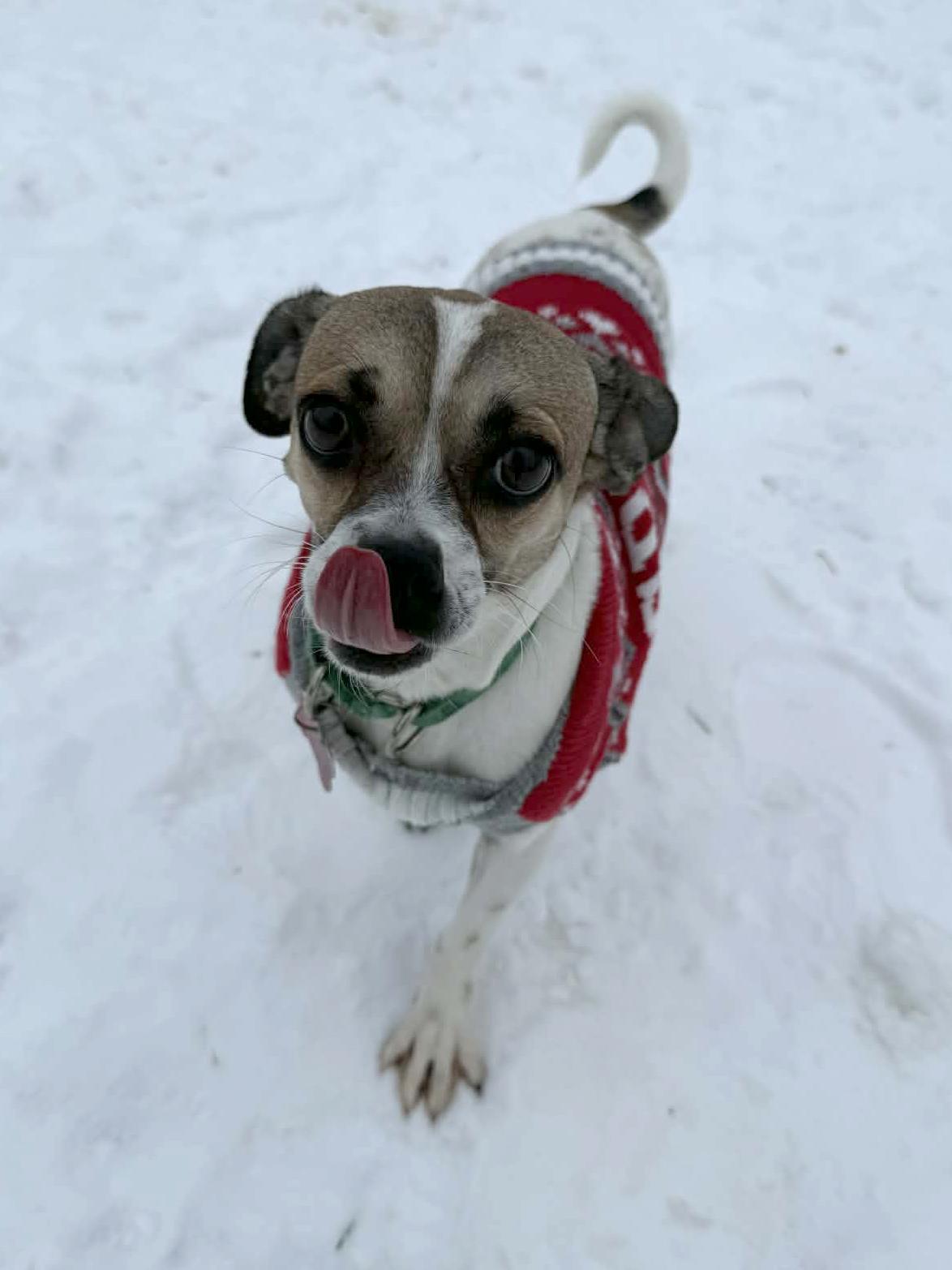 Enlarge Melissa, a ADOPTABLE mixed breed in Onalaska, WI image 3/6