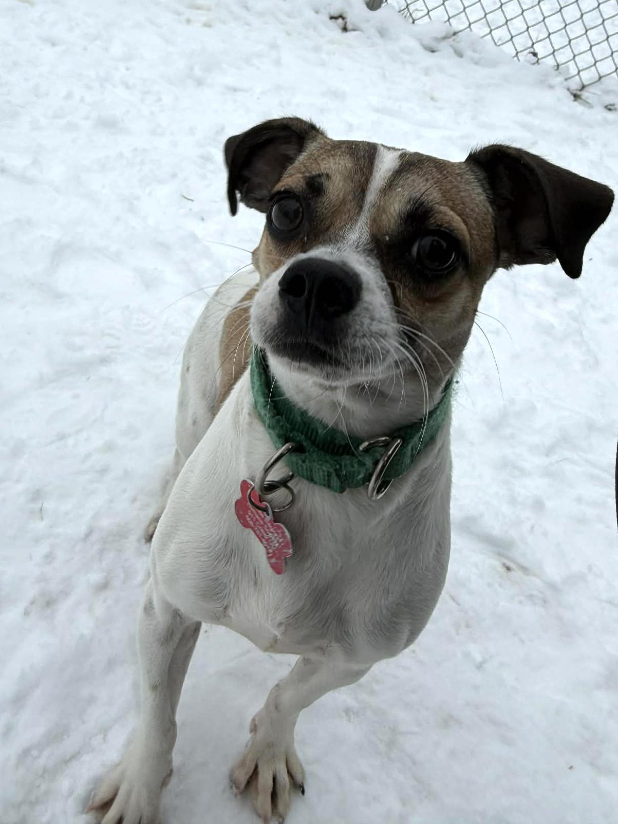 Enlarge Melissa, a ADOPTABLE mixed breed in Onalaska, WI image 5/6