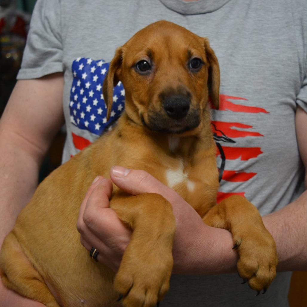 Vixen — thumbnail 2