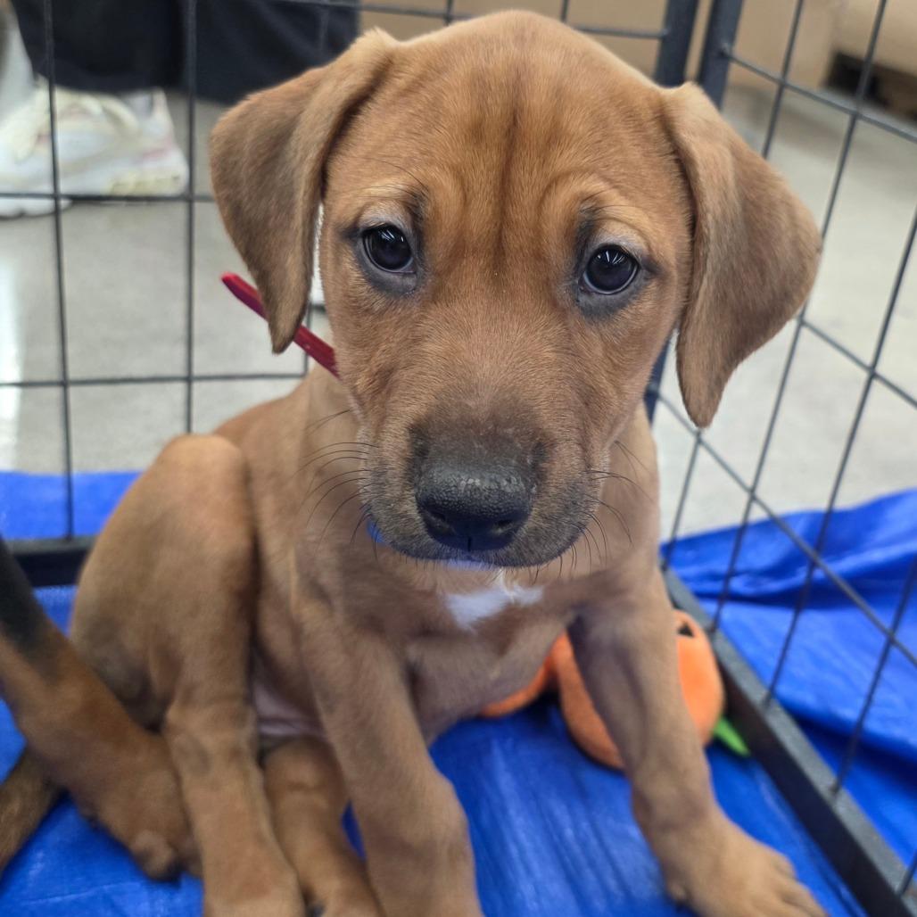 Vixen — thumbnail 3