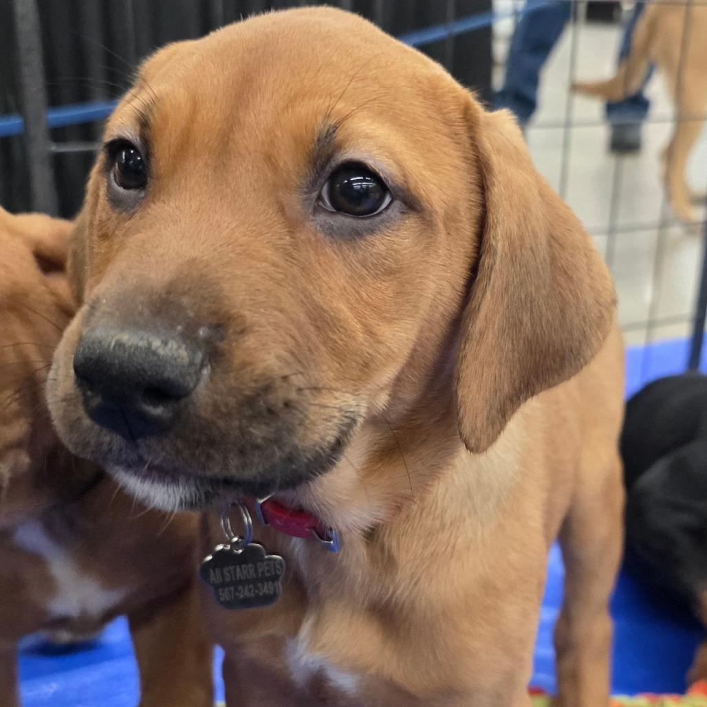 Vixen — thumbnail 4