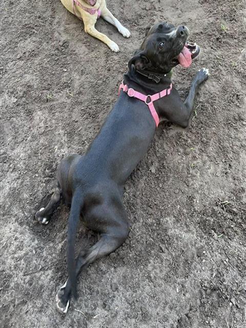 DAISY, Adoptable, Adult Female Labrador Retriever & Mixed Breed.