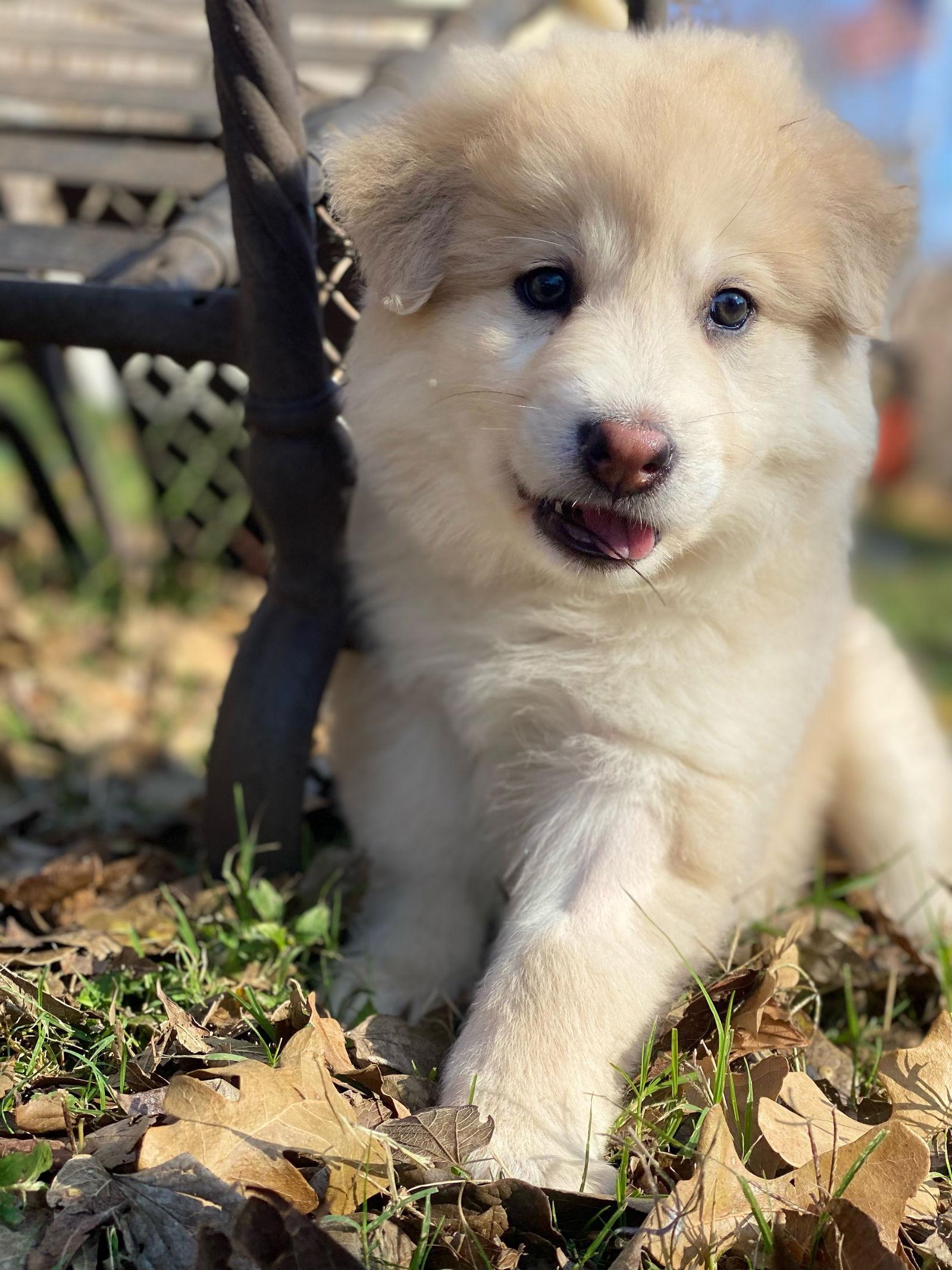 Enlarge Benny, a Adopted mixed breed in Euless, TX image 1/2