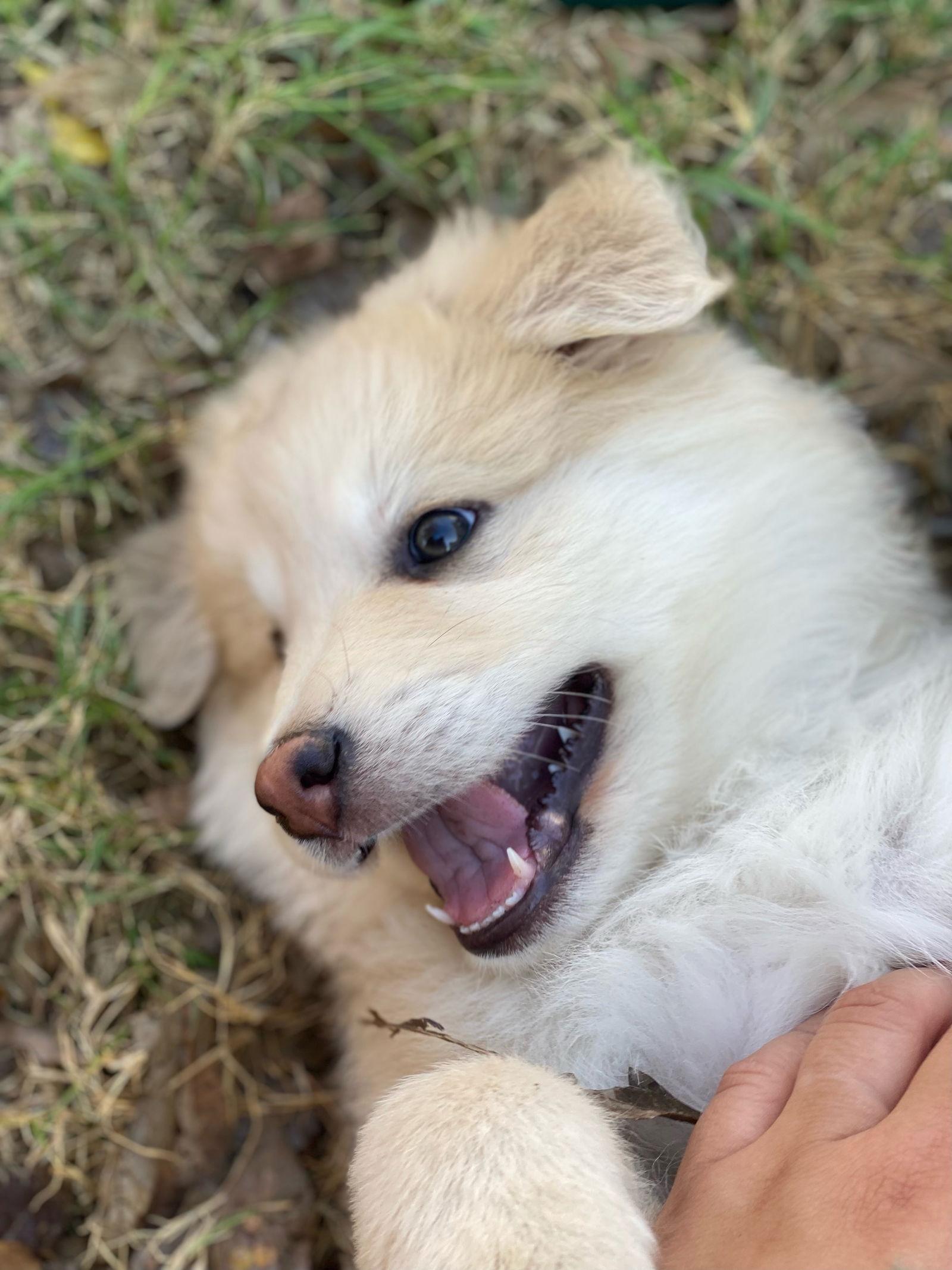 Enlarge Benny, a Adopted mixed breed in Euless, TX image 2/2