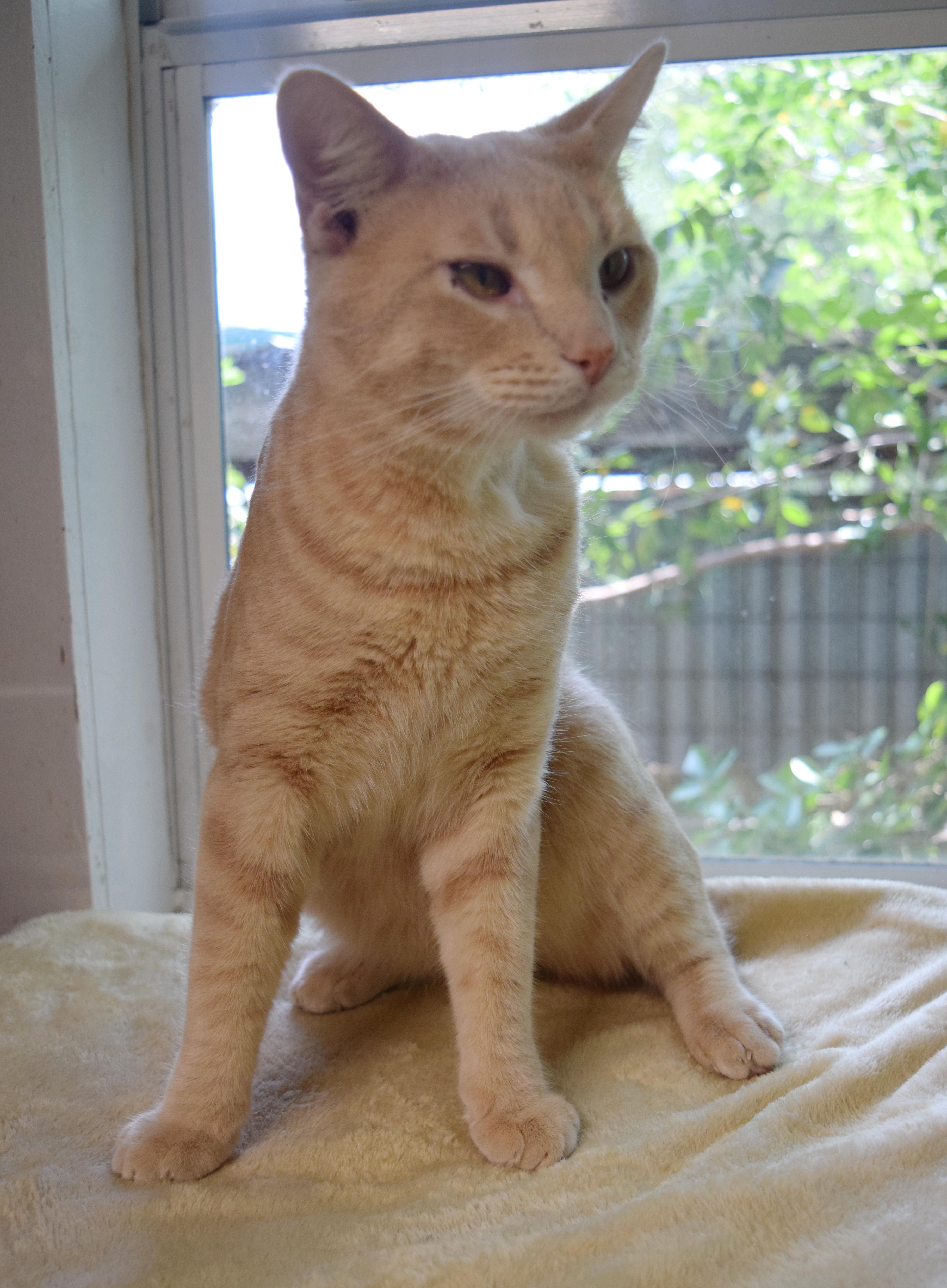 Jitterbug, a ADOPTABLE mixed breed in Bulverde, TX image 3/6