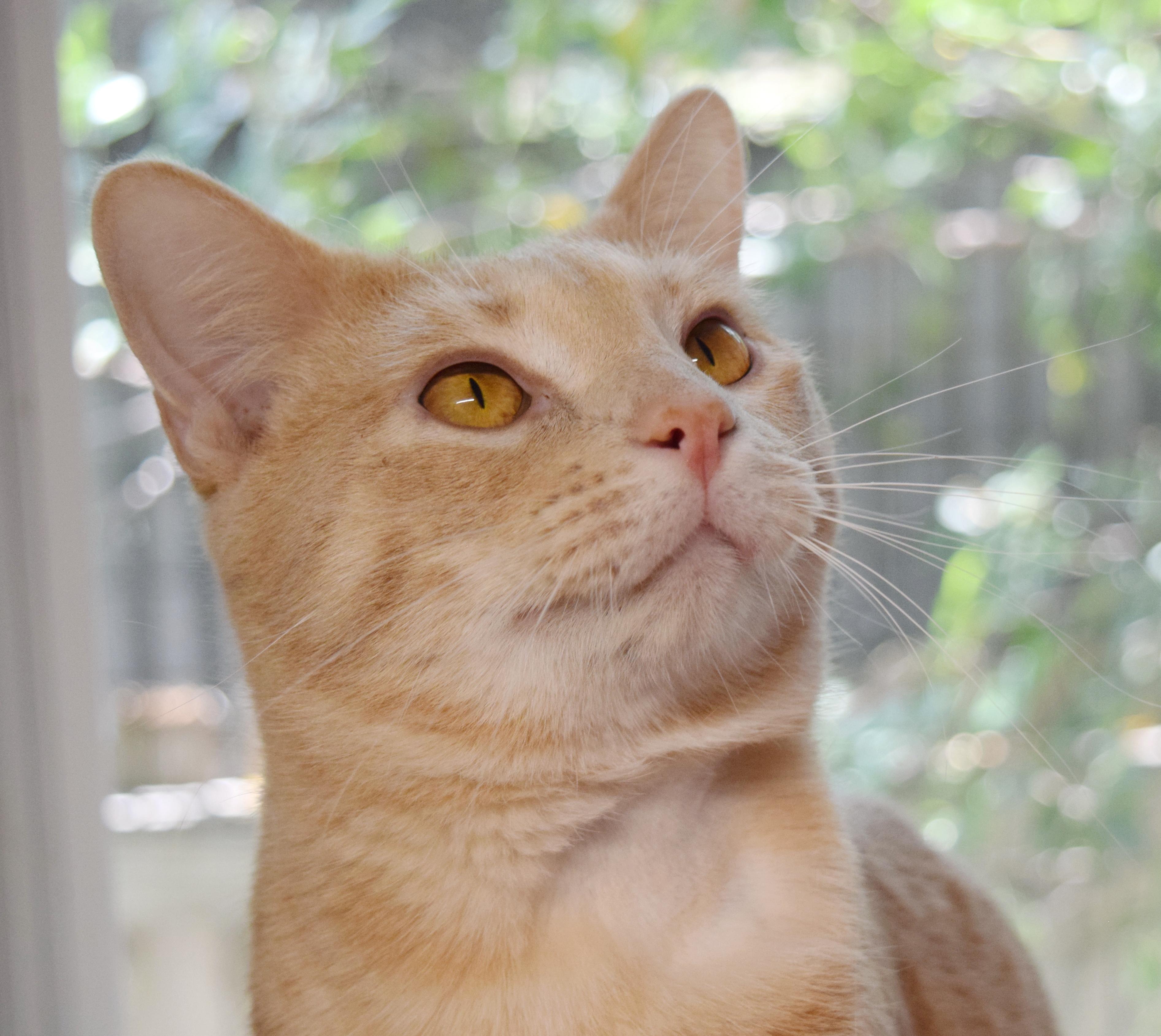 Jitterbug, ADOPTABLE, Young Male Domestic Short Hair.