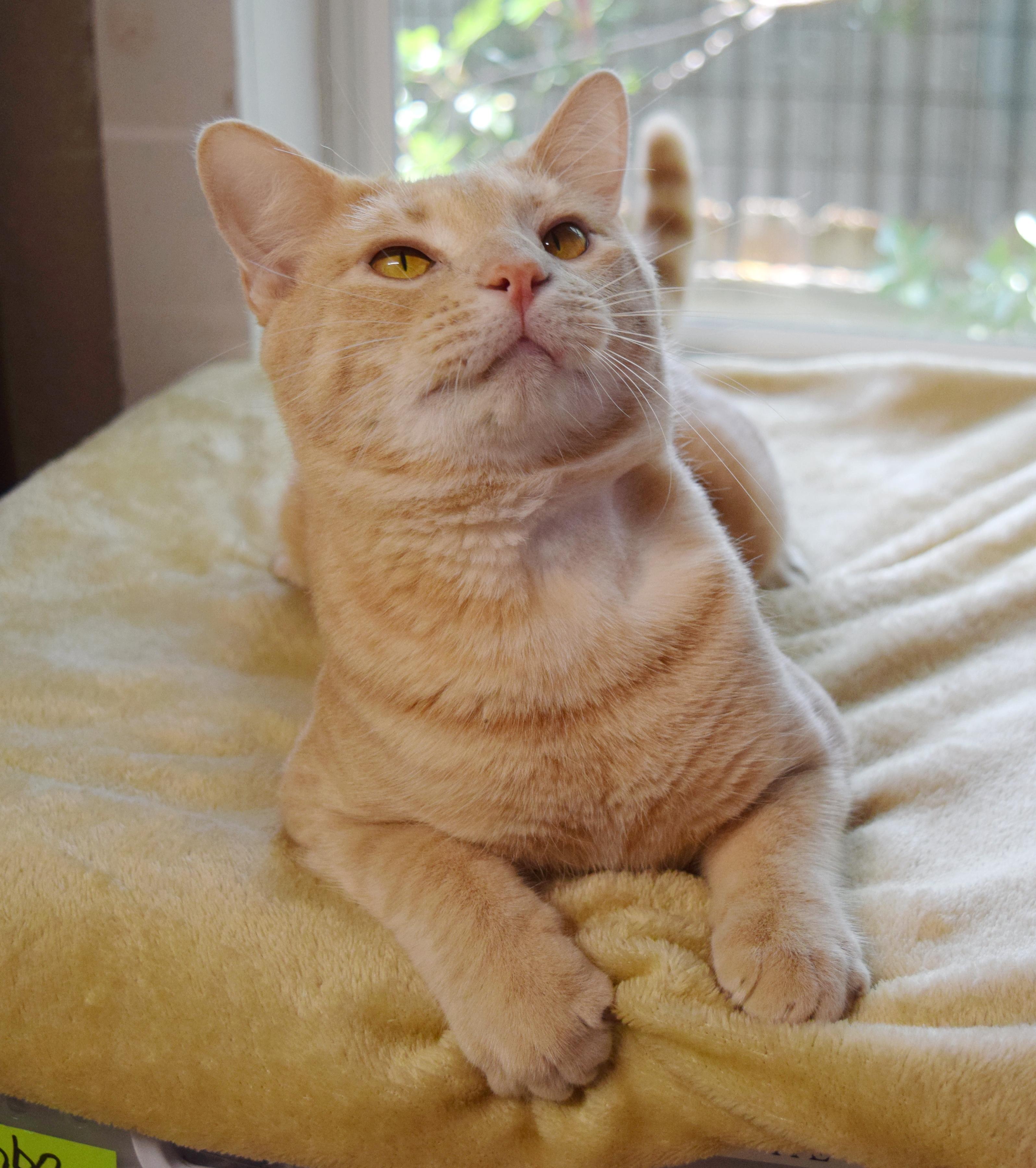 Jitterbug, a ADOPTABLE mixed breed in Bulverde, TX image 5/6