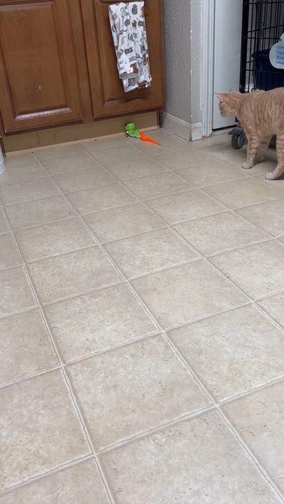Enlarge Jitterbug, a ADOPTABLE mixed breed in Bulverde, TX video 6/6