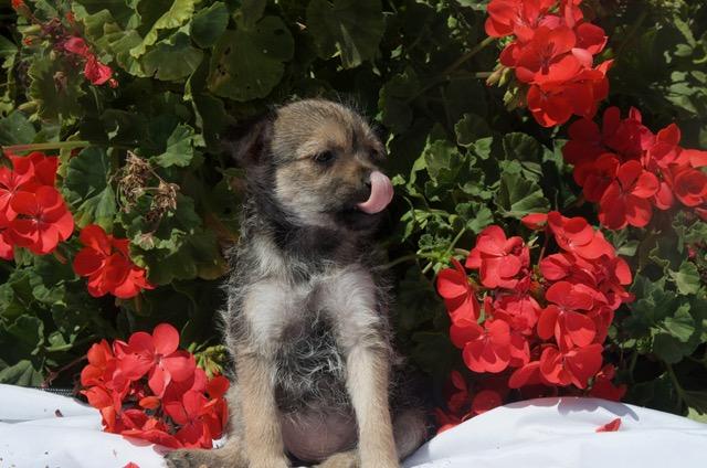 Enlarge Molly, a ADOPTABLE mixed breed in Bakersfield, CA image 1/2