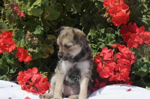 Enlarge Molly, a ADOPTABLE mixed breed in Bakersfield, CA image 2/2