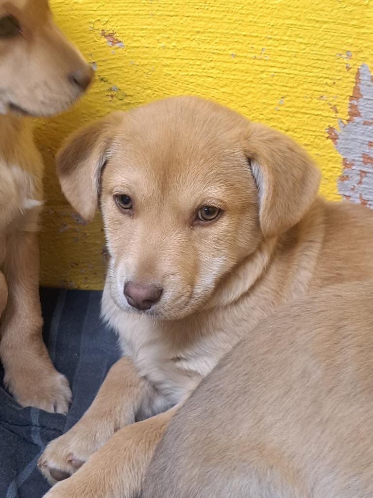 Bertha, Adoptable, Puppy Female Mixed Breed.