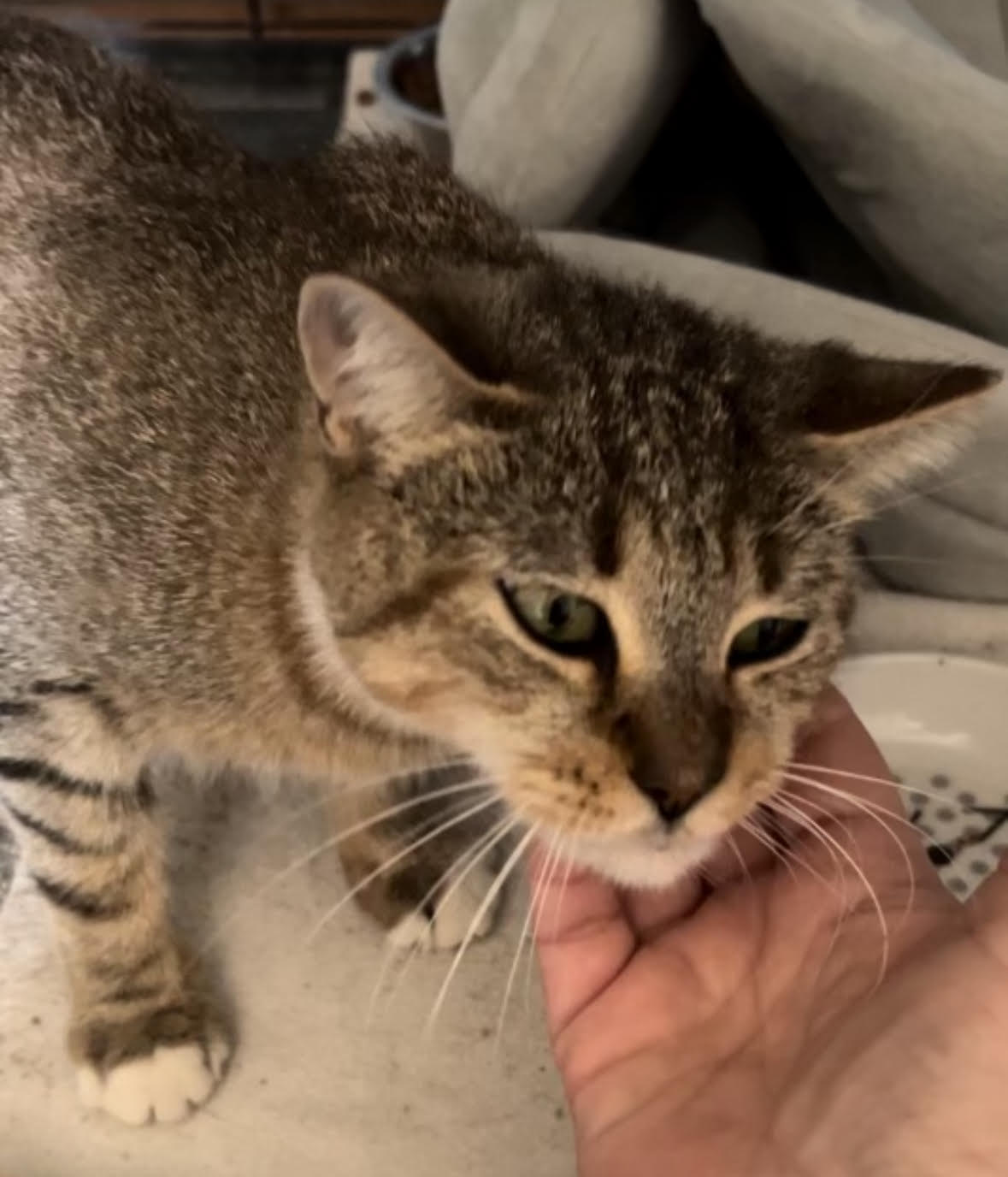 Enlarge Miss Murphy - Female - NEEDS another kitty in home, a Adopted Domestic Short Hair in Anaheim, CA image 2/3