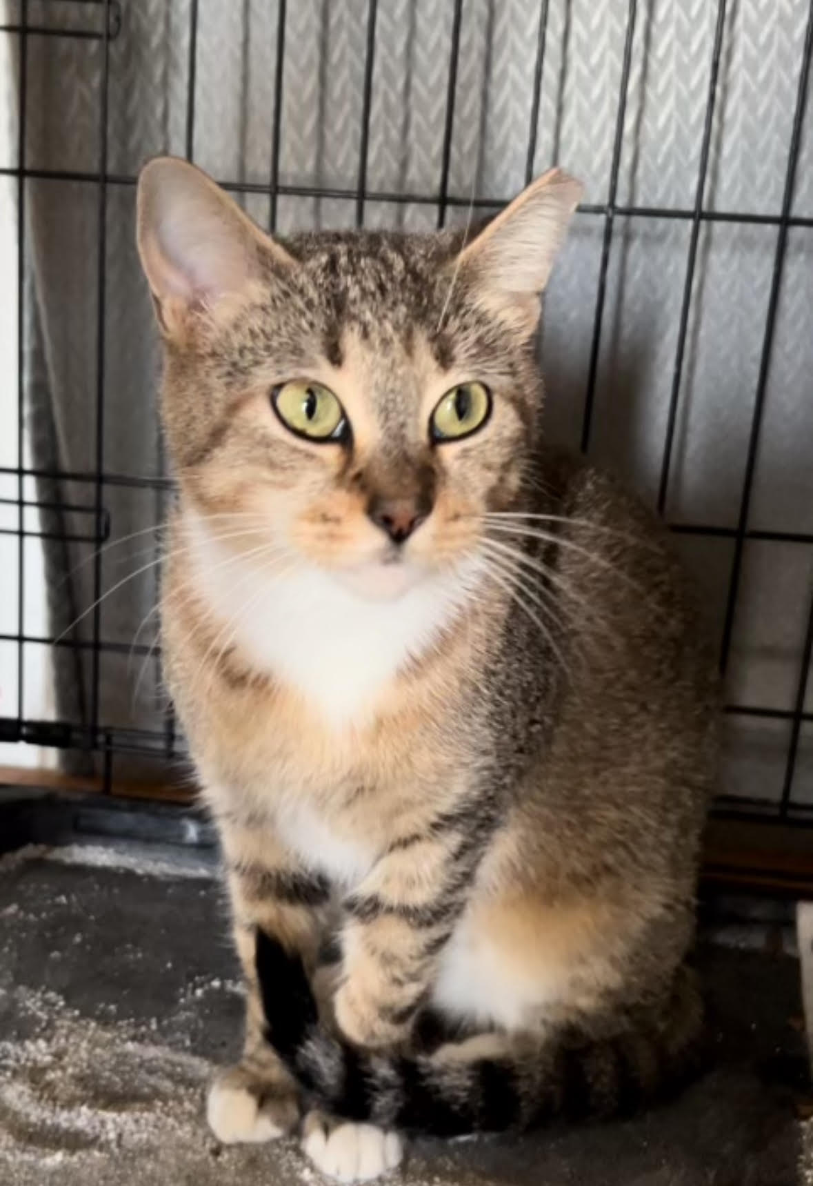 Miss Murphy - Female - NEEDS another kitty in home, Adopted, Young Female Domestic Short Hair.