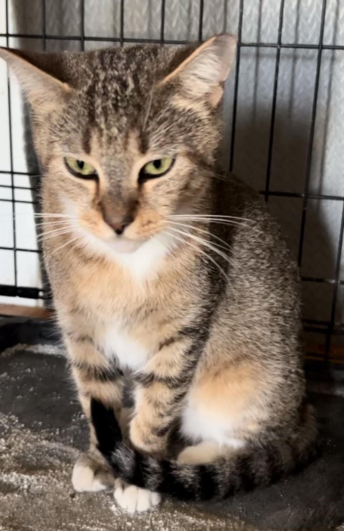 Enlarge Miss Murphy - Female - NEEDS another kitty in home, a Adopted Domestic Short Hair in Anaheim, CA image 3/3