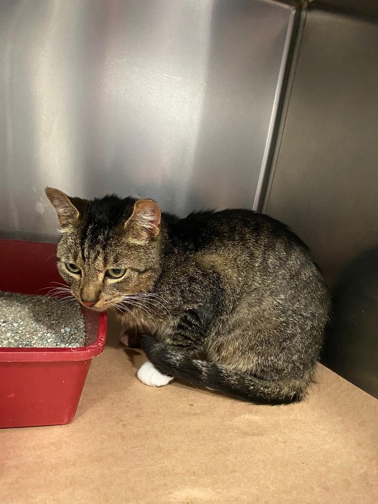 Kirby Oliver, Adoptable, Adult Male Domestic Short Hair.