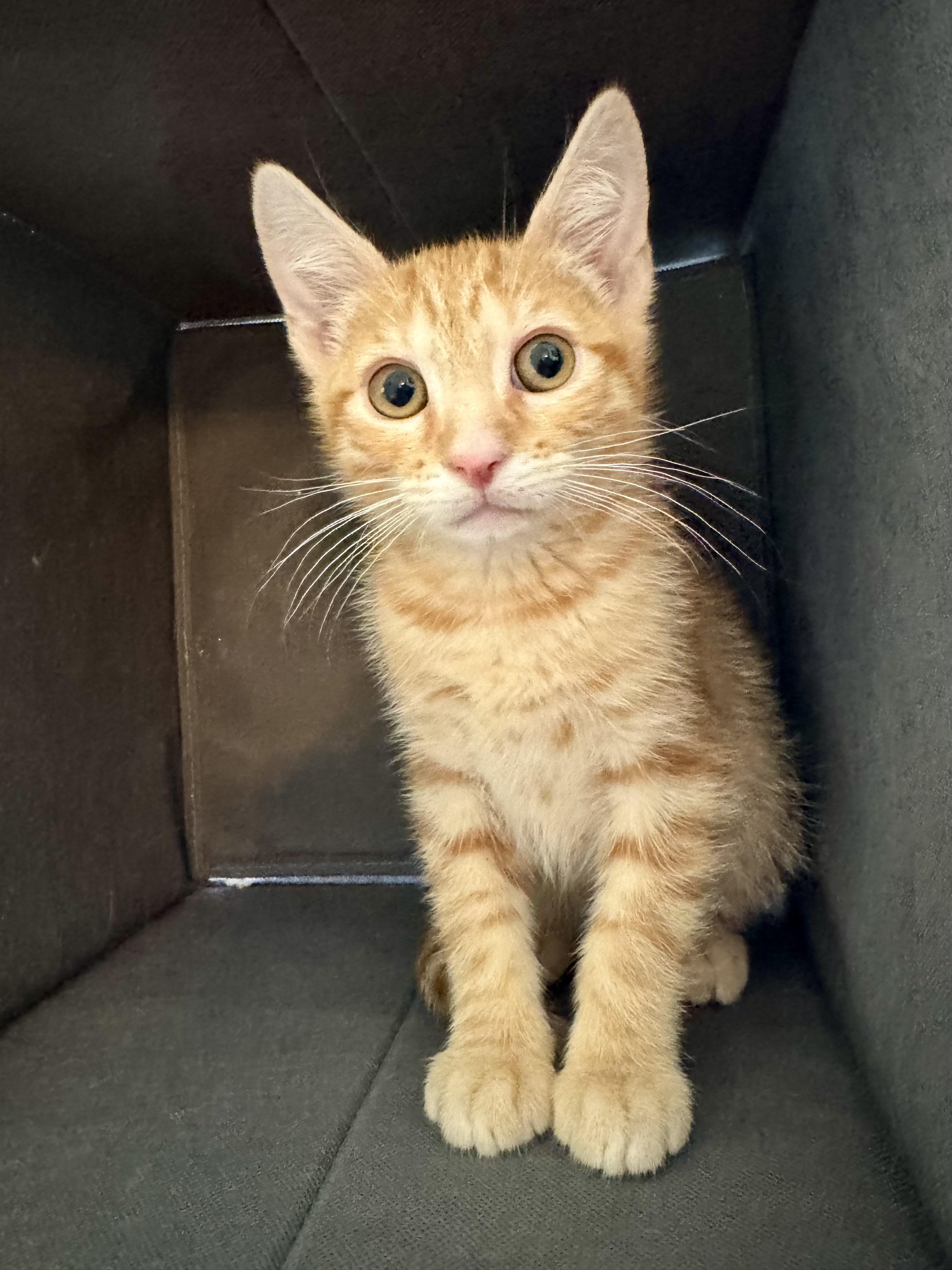 Cayenne, a ADOPTABLE Tabby in Woodinville, WA image 1/2