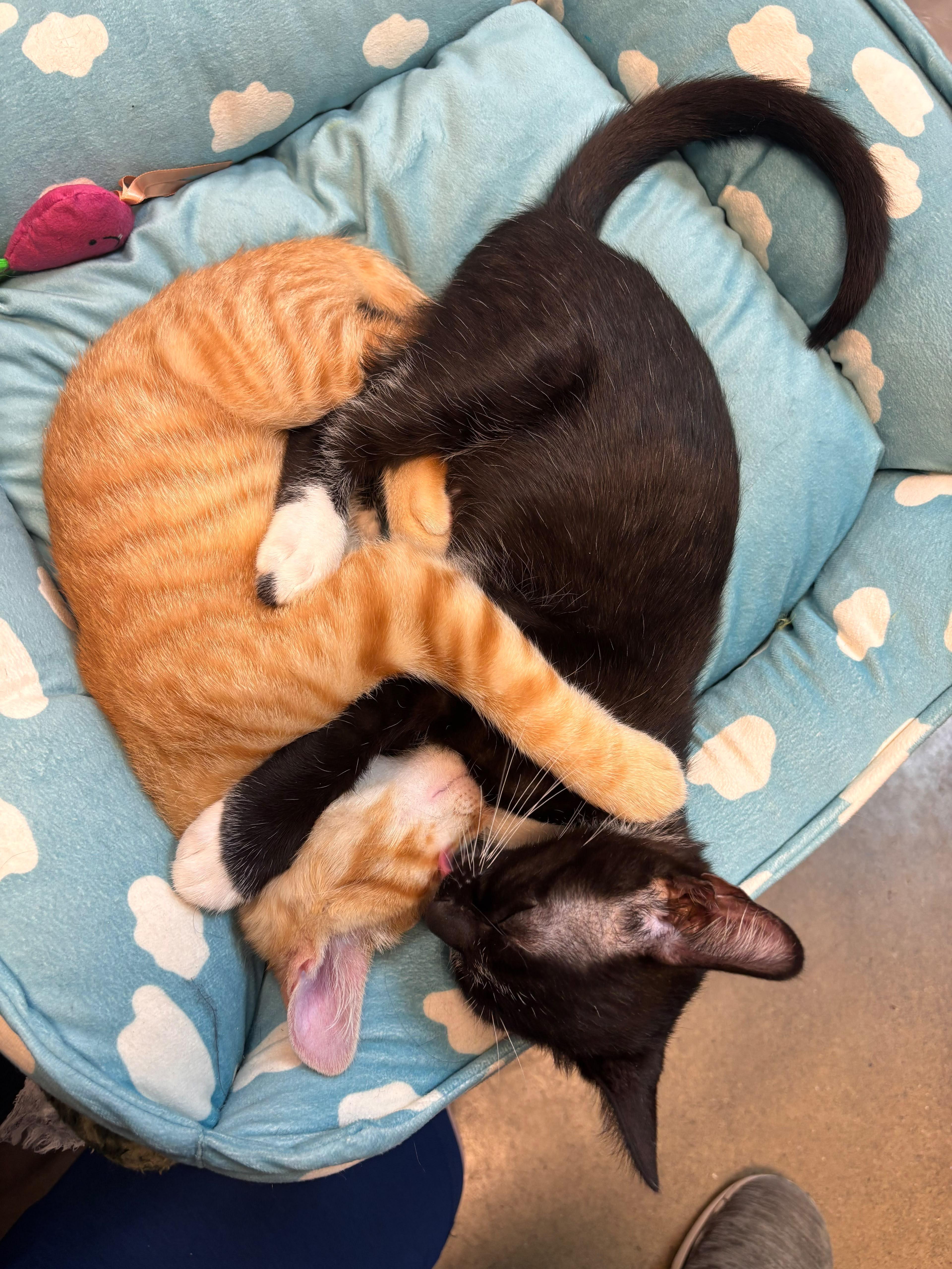 Cayenne, a ADOPTABLE Tabby in Woodinville, WA image 3/3