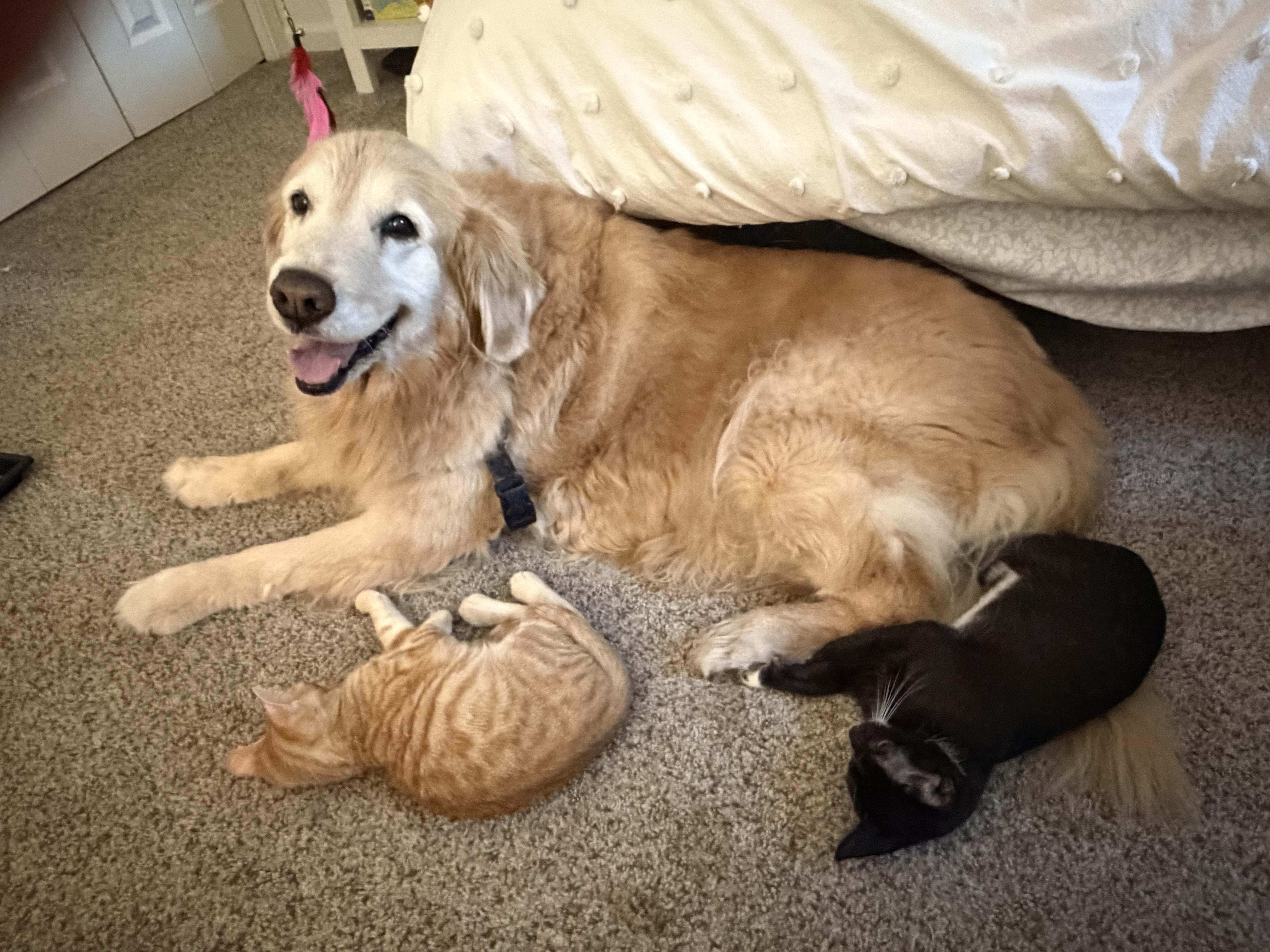 Cayenne, a ADOPTABLE Tabby in Woodinville, WA image 4/4