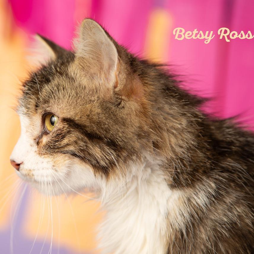Betsy Ross, Adoptable, Adult Female Domestic Medium Hair.