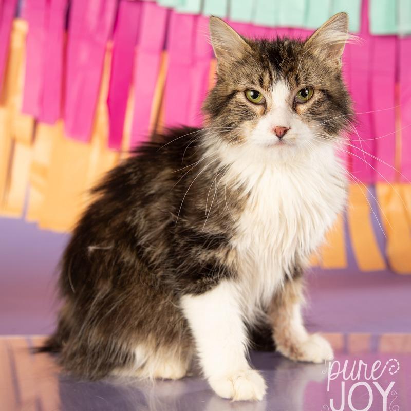 Betsy Ross, a Adoptable Domestic Medium Hair in Springfield, MO image 2/4