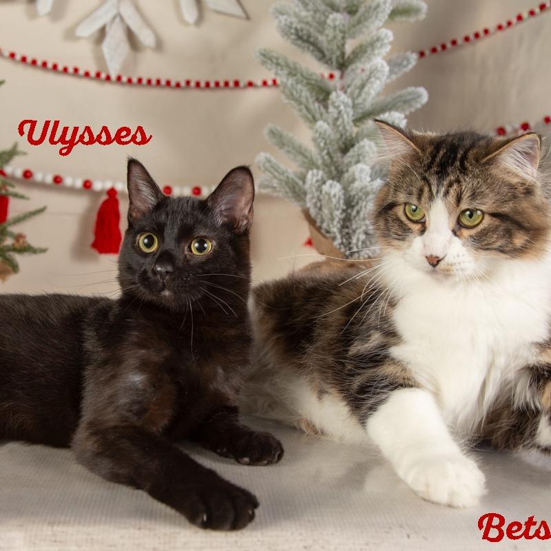 Enlarge Betsy Ross, a Adoptable Domestic Medium Hair in Springfield, MO image 3/6