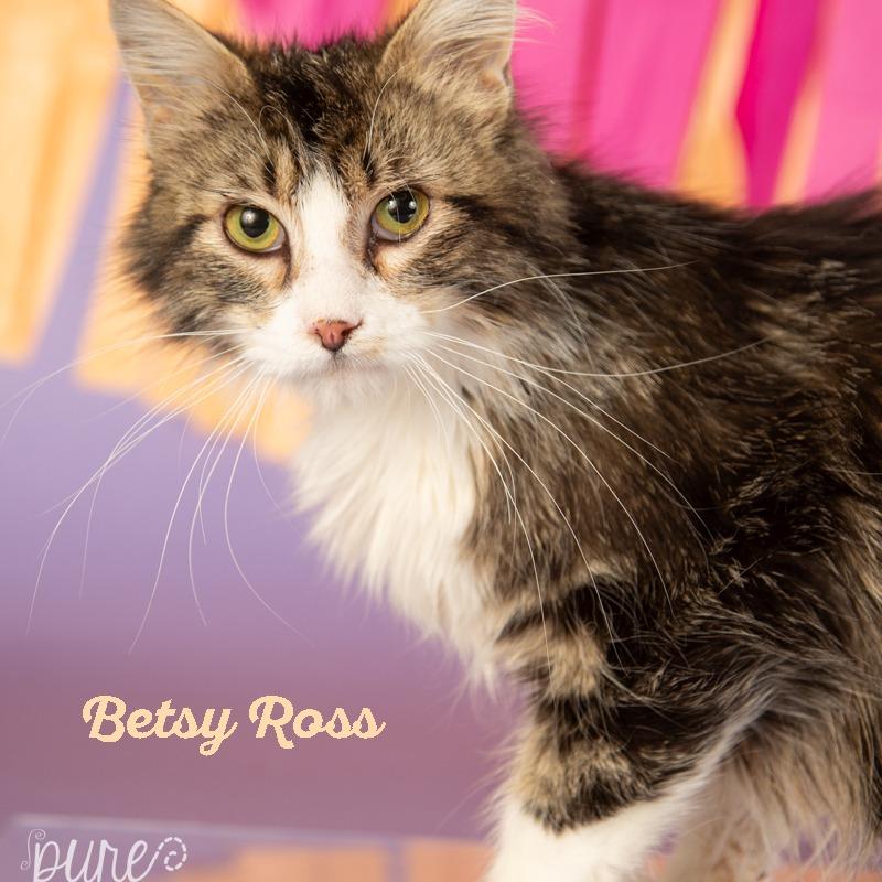 Betsy Ross, a Adoptable Domestic Medium Hair in Springfield, MO image 3/4