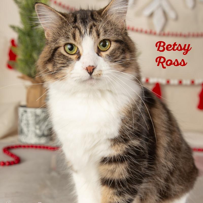 Enlarge Betsy Ross, a Adoptable Domestic Medium Hair in Springfield, MO image 5/6