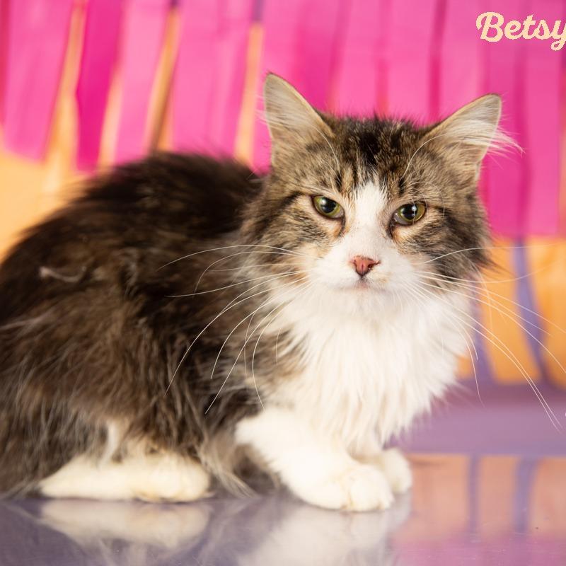 Betsy Ross, a Adoptable Domestic Medium Hair in Springfield, MO image 4/4