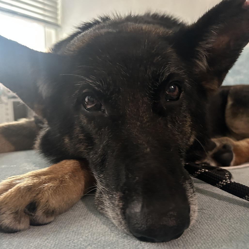 Ella, a Adoptable German Shepherd Dog in Pasadena, CA image 1/6