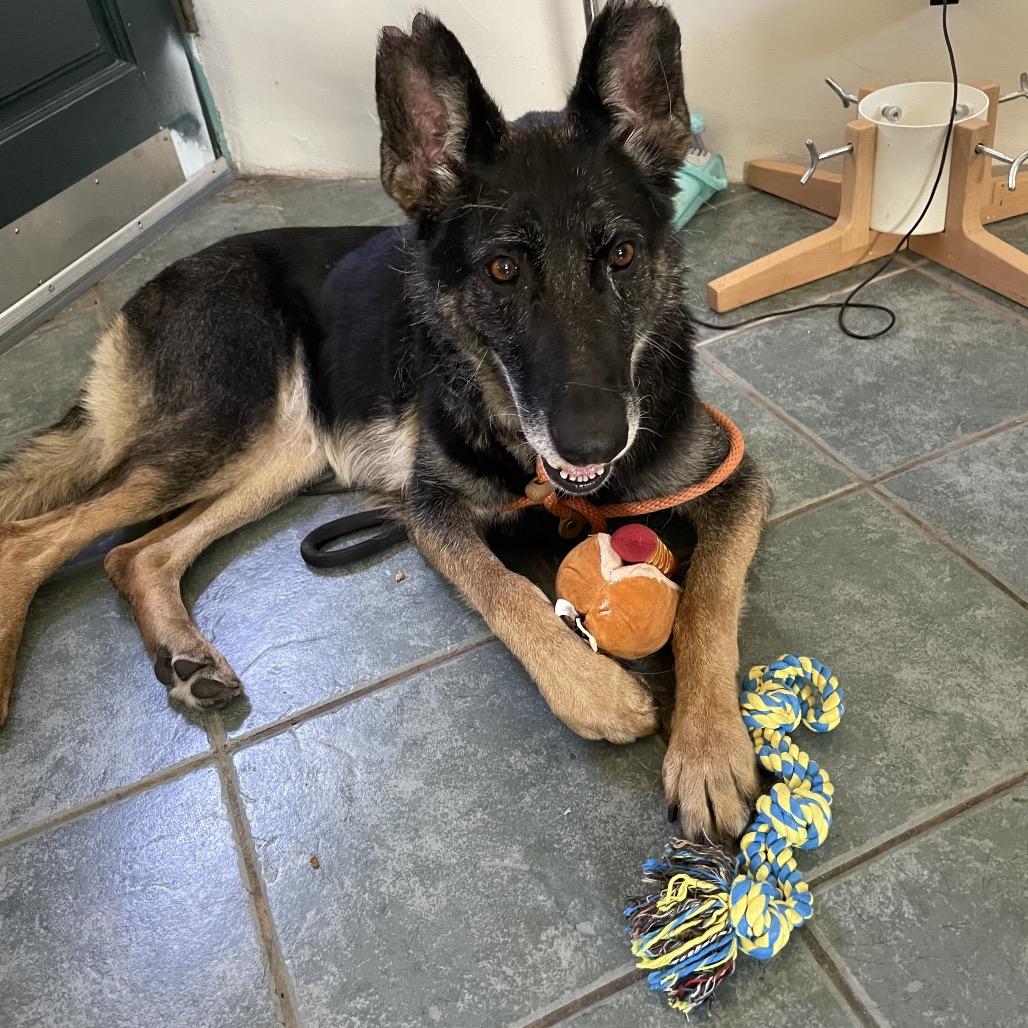 Ella, a Adoptable German Shepherd Dog in Pasadena, CA image 2/6