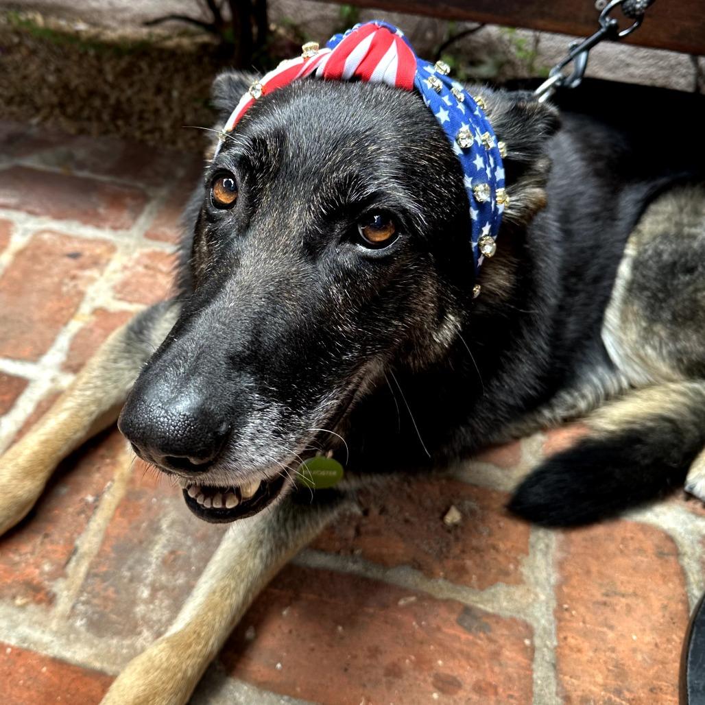 Ella, a Adoptable German Shepherd Dog in Pasadena, CA image 2/6