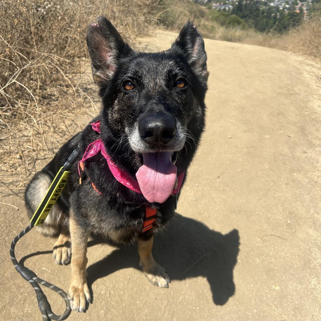 Ella, a Adoptable German Shepherd Dog in Pasadena, CA image 3/6