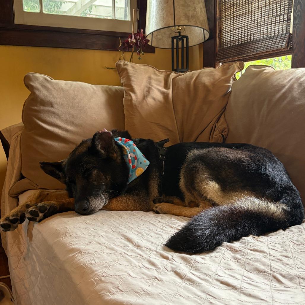 Ella, a Adoptable German Shepherd Dog in Pasadena, CA image 4/6