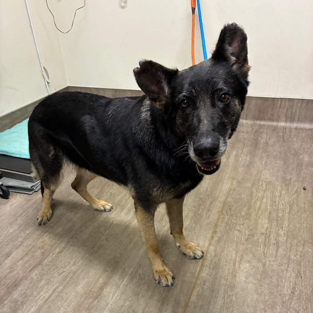 Ella, a Adoptable German Shepherd Dog in Pasadena, CA image 5/6