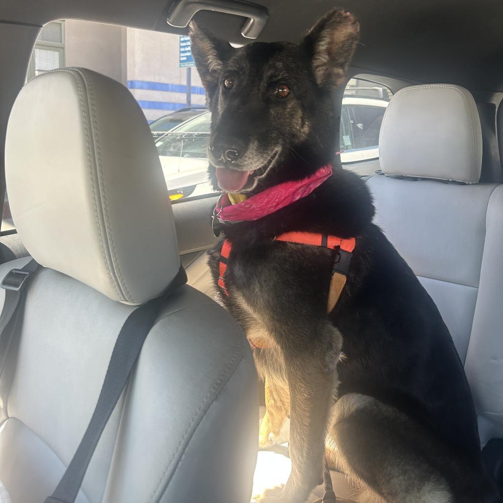 Ella, a Adoptable German Shepherd Dog in Pasadena, CA image 6/6