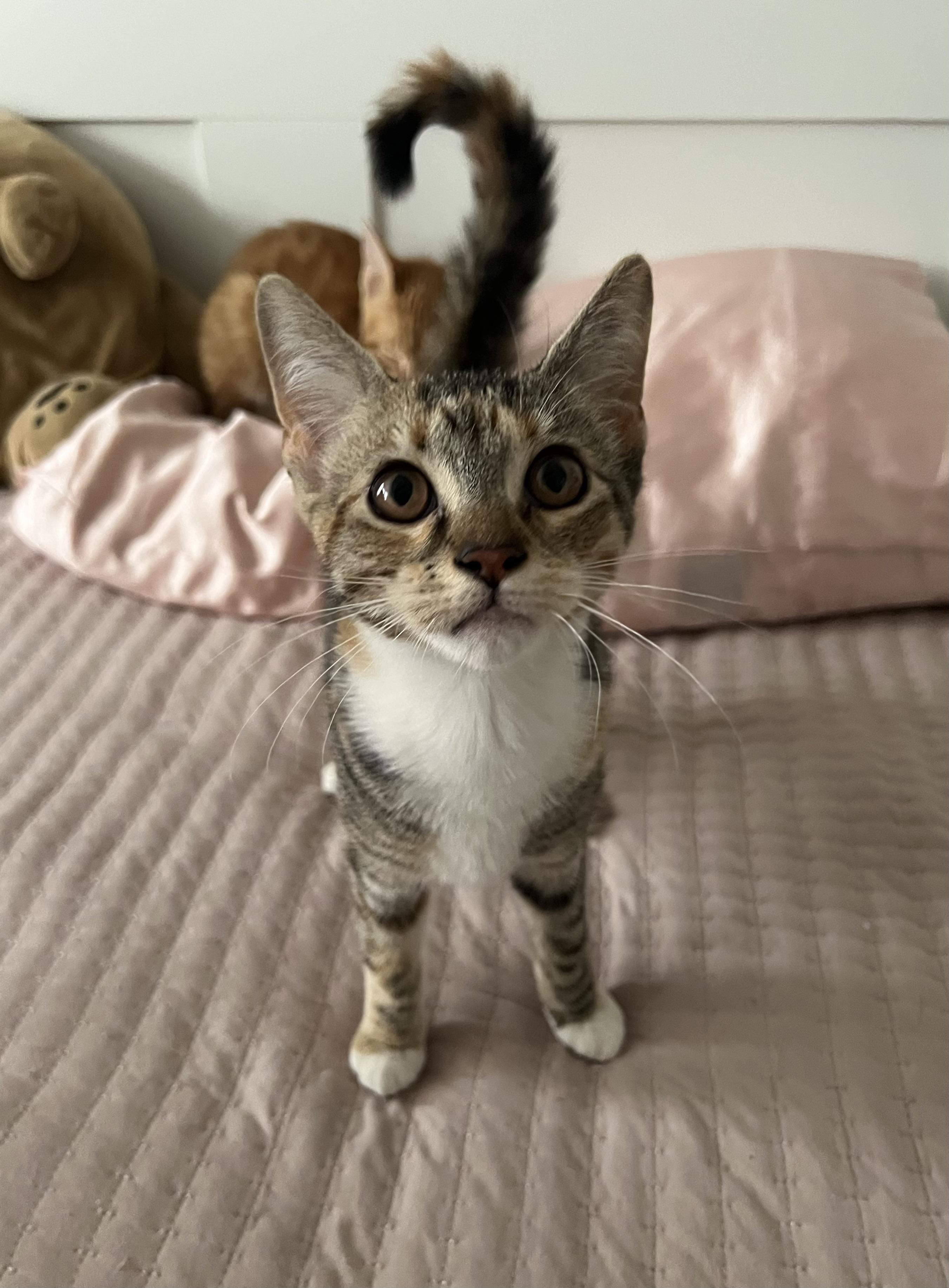 Caramel photo 4