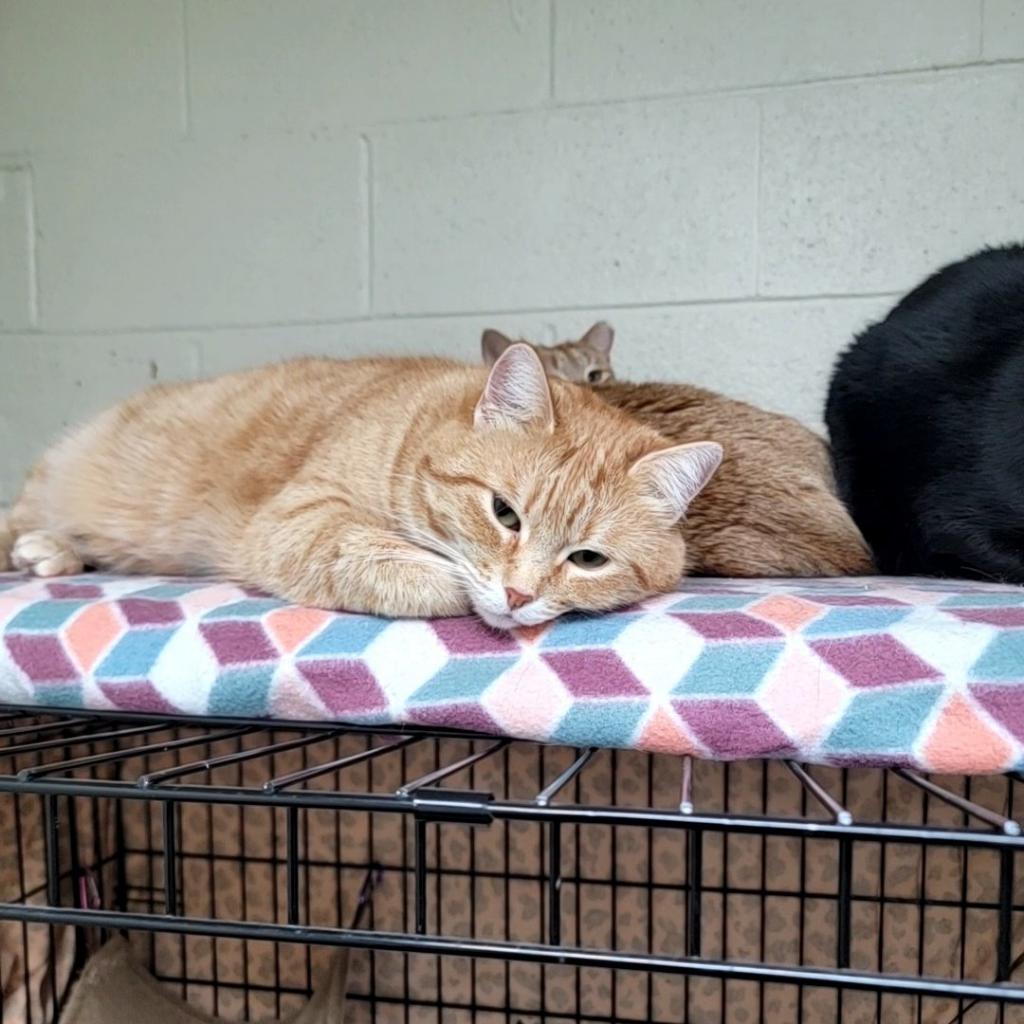 Enlarge Celeste, a Adoptable Domestic Short Hair in Monroe, MI image 1/1