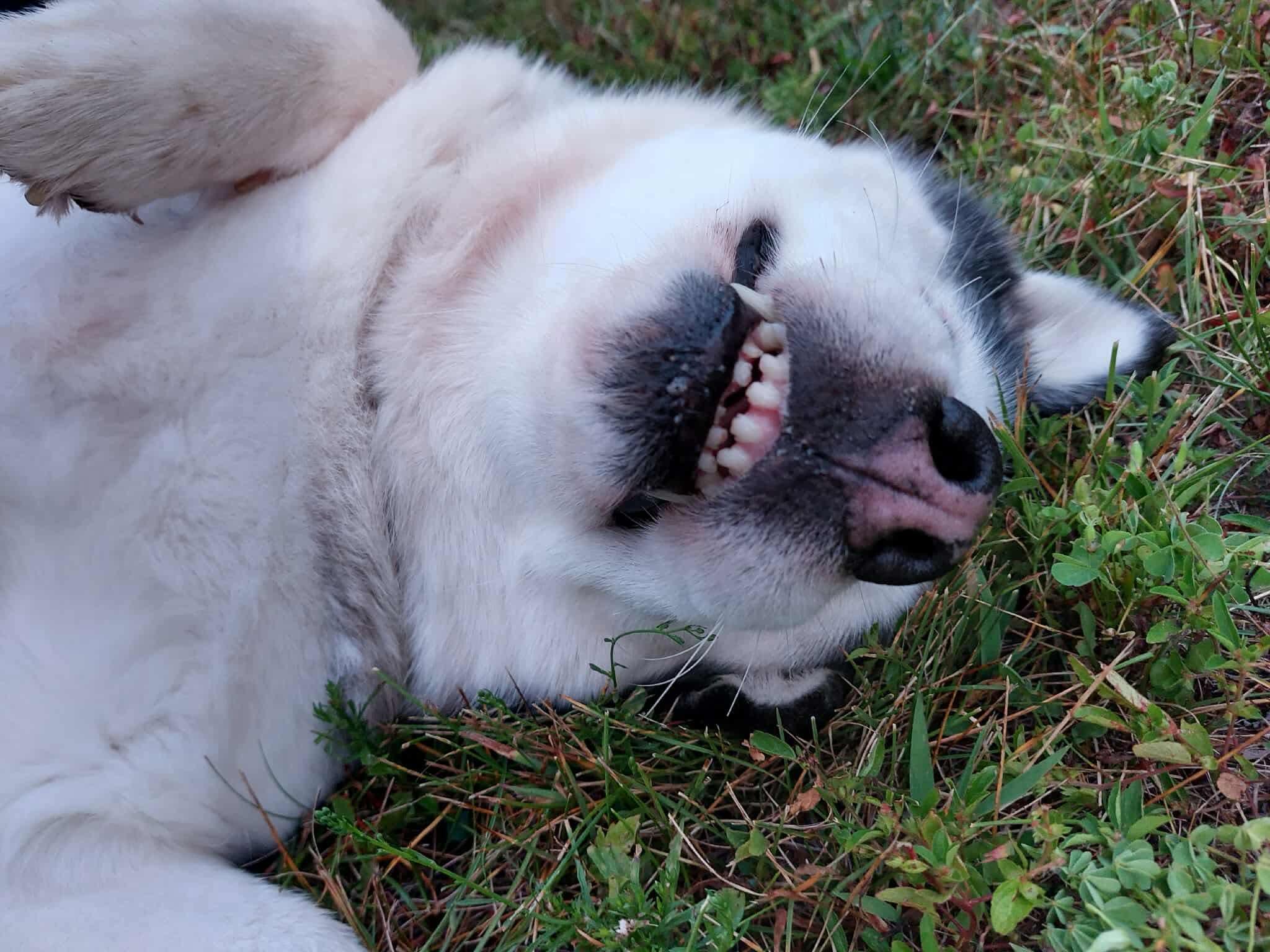 Enlarge Esme, a Adoptable Husky in Cranston, RI image 3/5