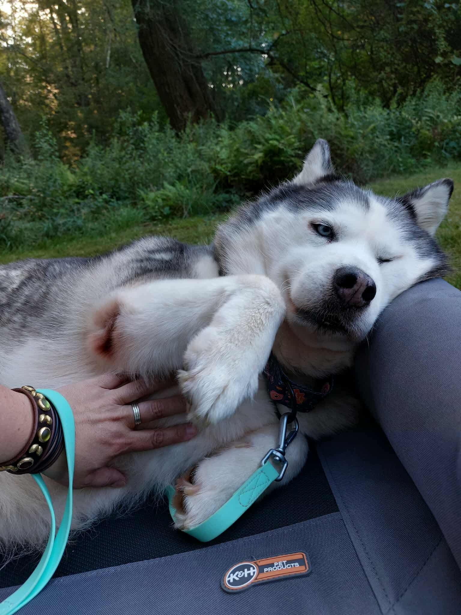 Enlarge Esme, a Adoptable Husky in Cranston, RI image 2/5