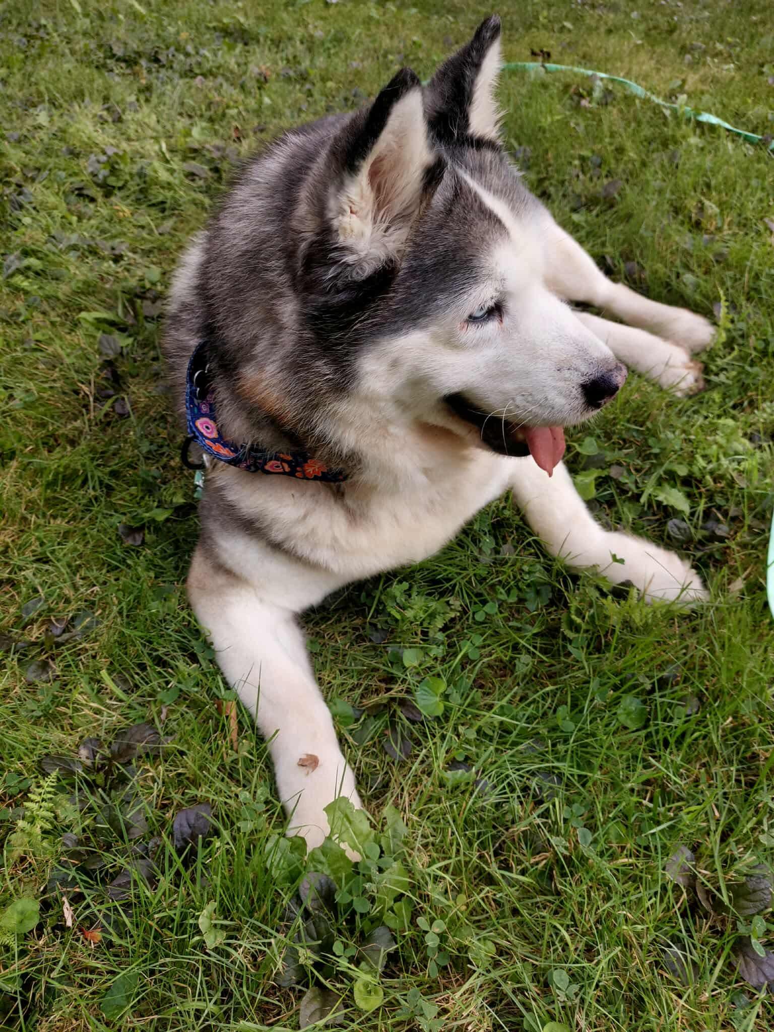 Enlarge Esme, a Adoptable Husky in Cranston, RI image 5/5