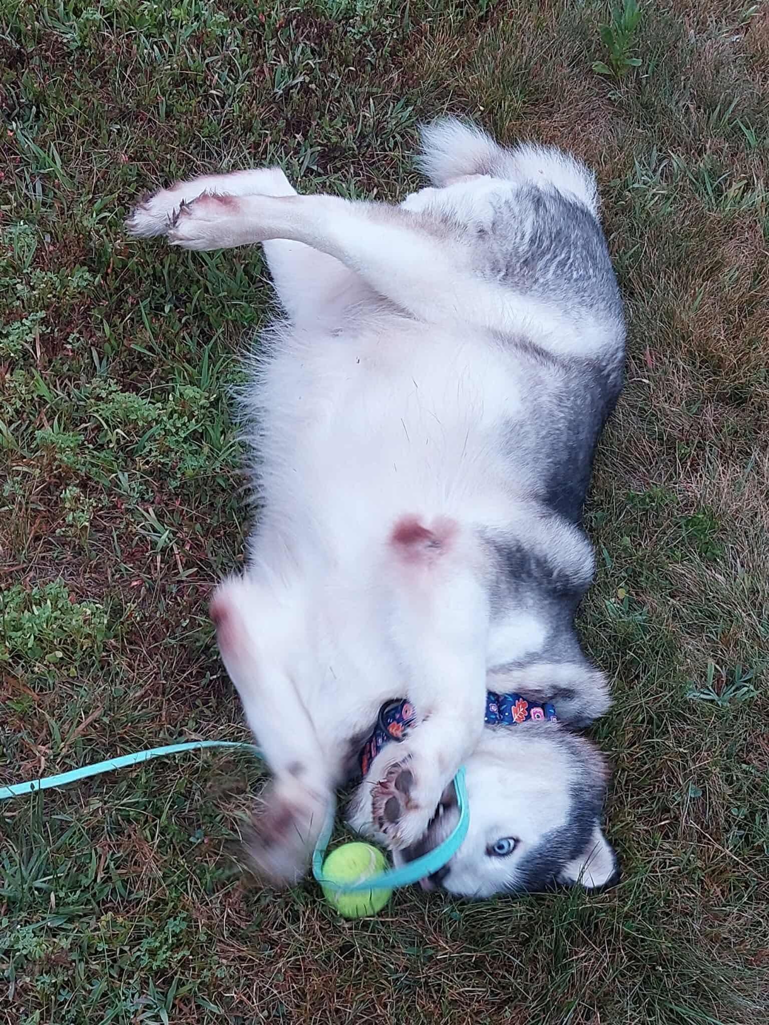 Enlarge Esme, a Adoptable Husky in Cranston, RI image 4/5