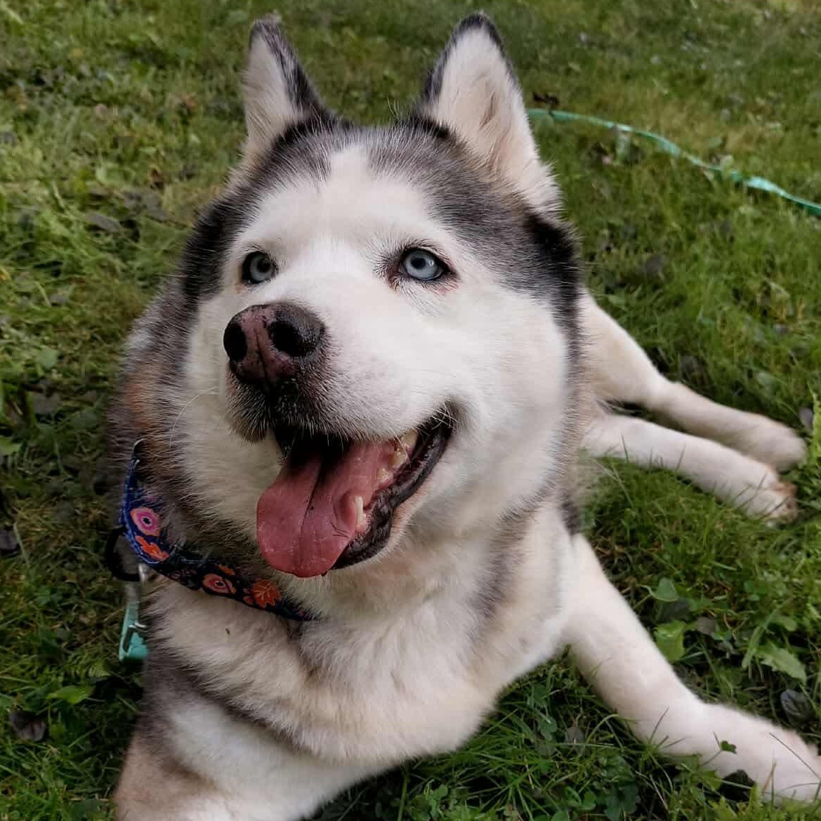 Enlarge Esme, a Adoptable Husky in Cranston, RI image 1/5