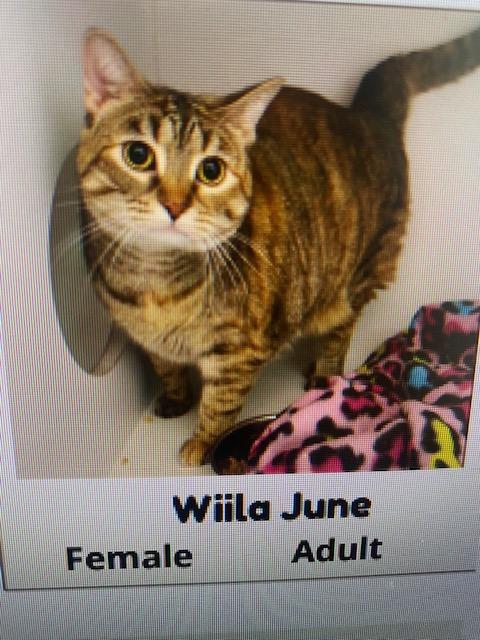 Enlarge Willa June , an adopted Domestic Short Hair in Fairfax, VA image 1/1