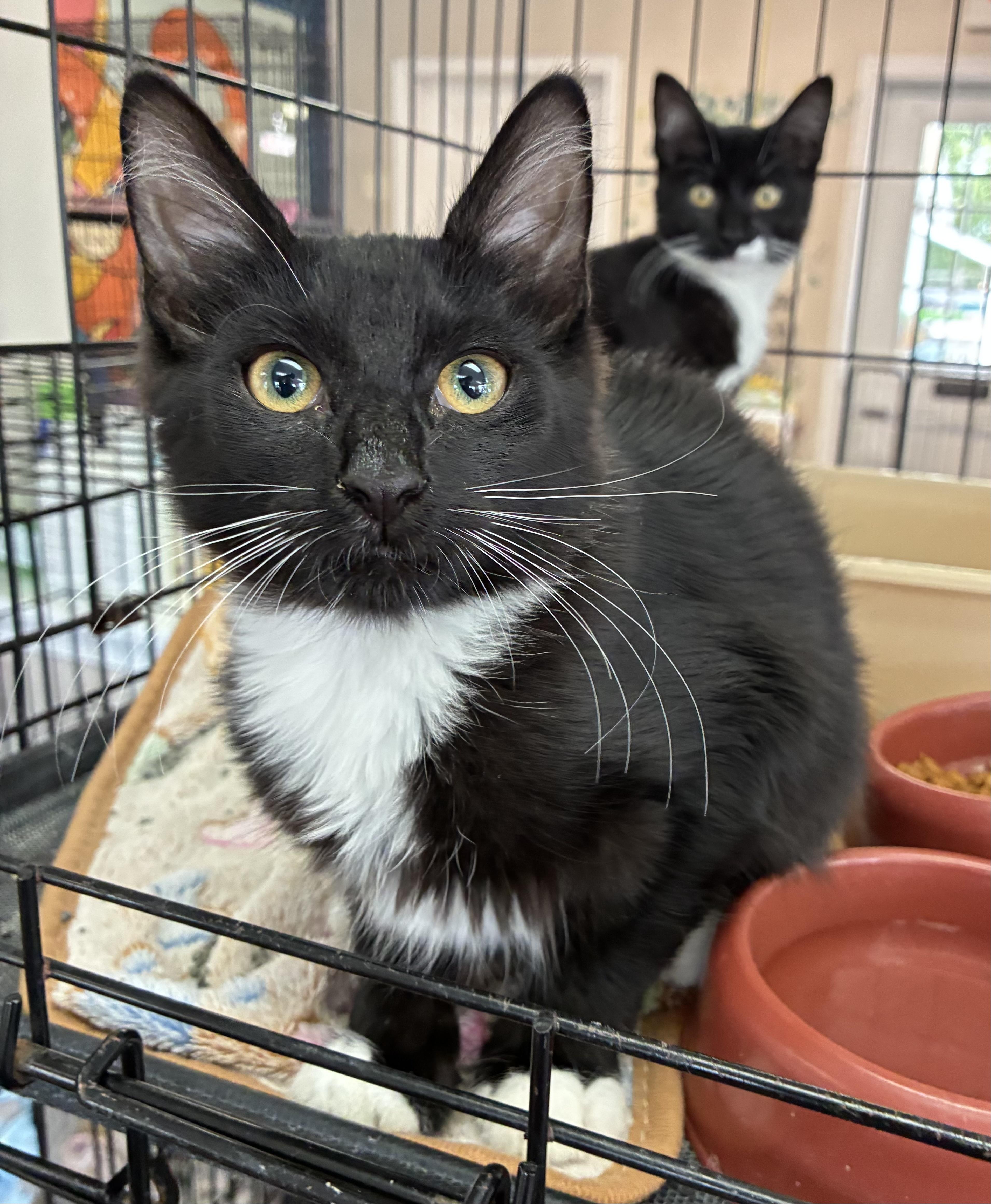 Enlarge Mini Muffin, a Adoptable Domestic Short Hair in Breinigsville, PA image 1/3
