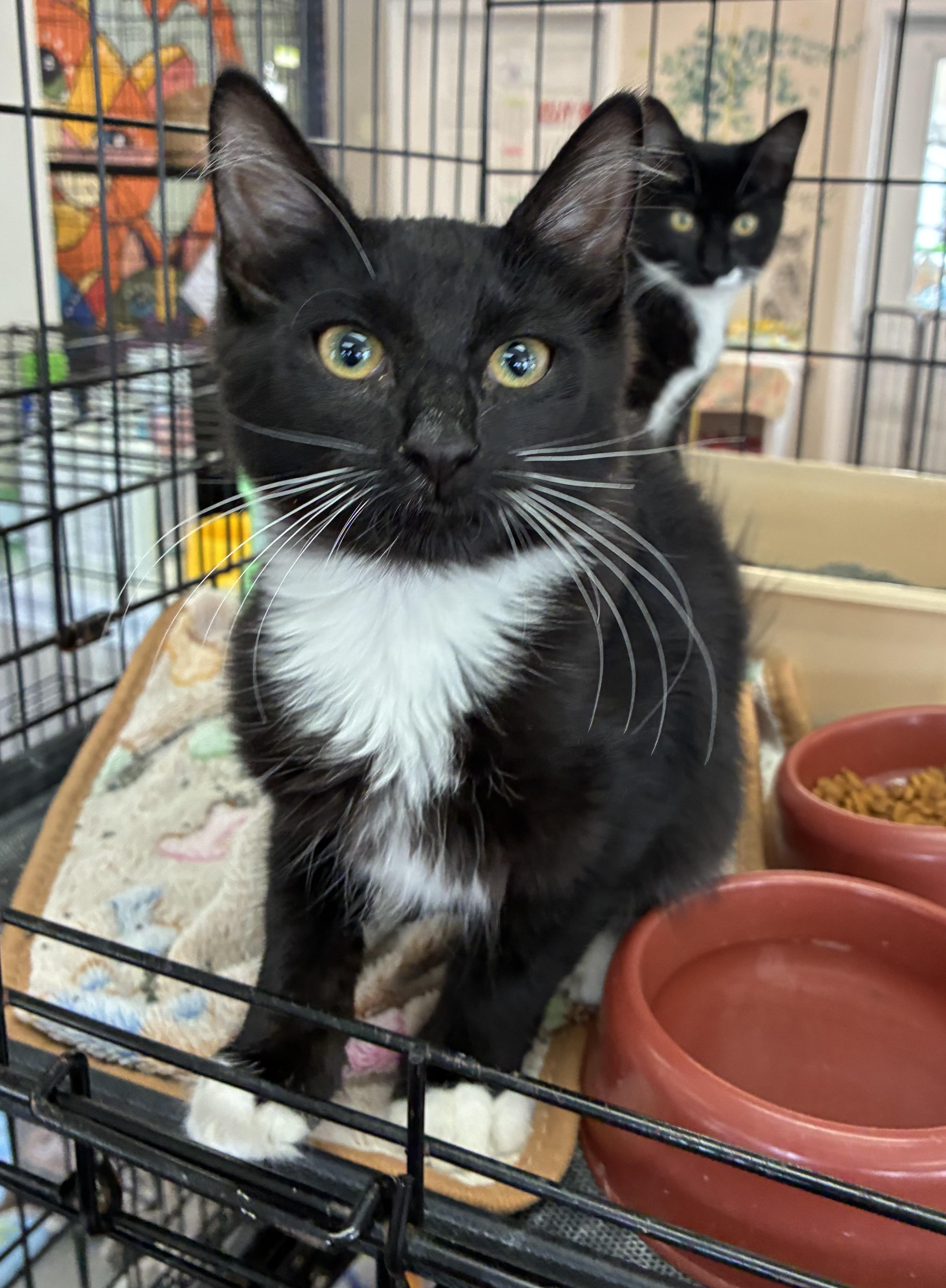 Enlarge Mini Muffin, a Adoptable Domestic Short Hair in Breinigsville, PA image 2/3