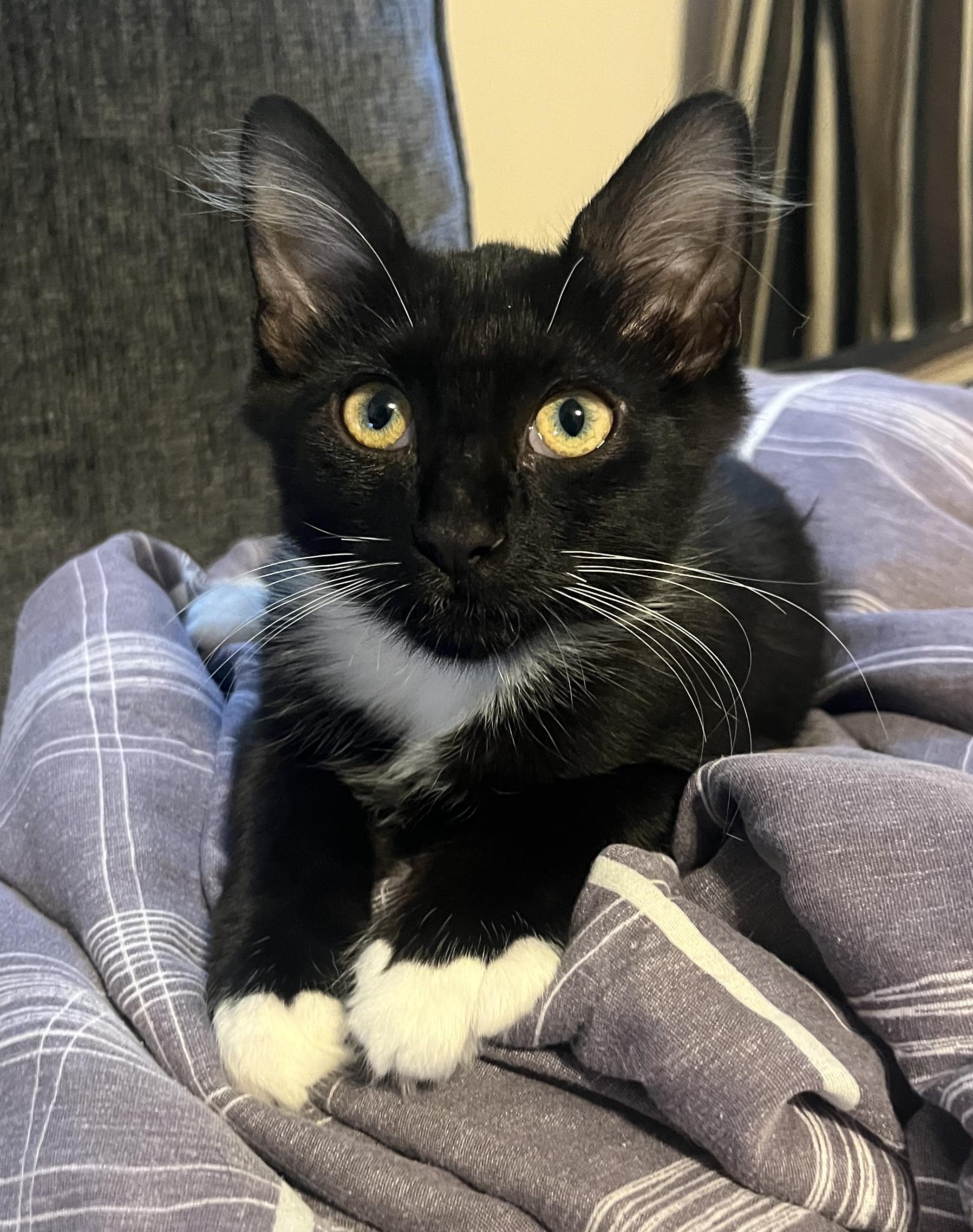 Enlarge Mini Muffin, a ADOPTABLE Domestic Short Hair in Breinigsville, PA image 1/1