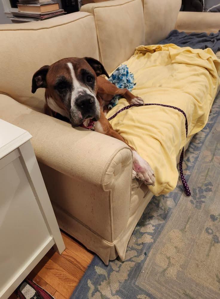 Enlarge Aldo *Adoption Pending*, a Adoptable Boxer in Woodbury, MN image 1/1