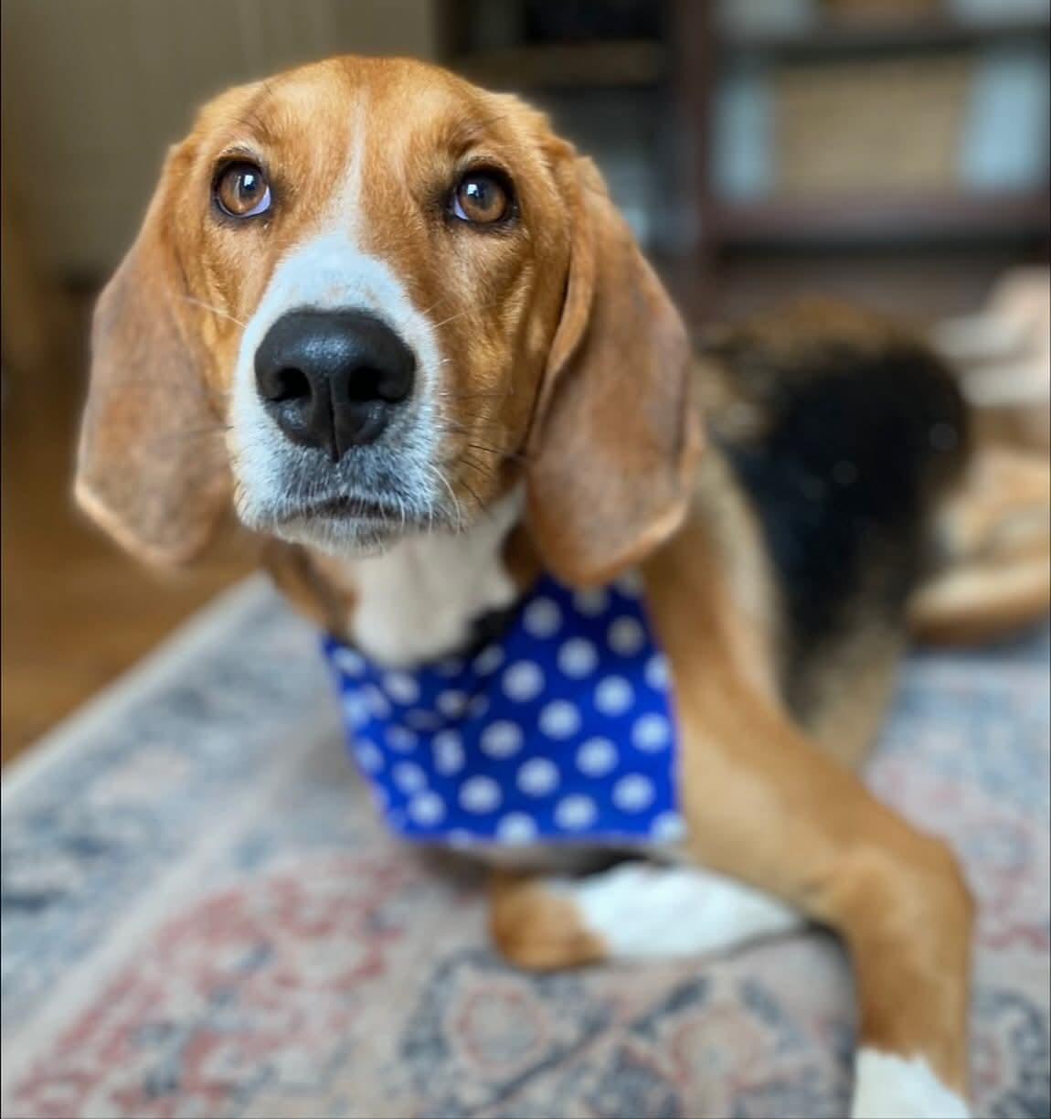 Enlarge Fern, an adopted Hound in Raleigh, NC image 2/6