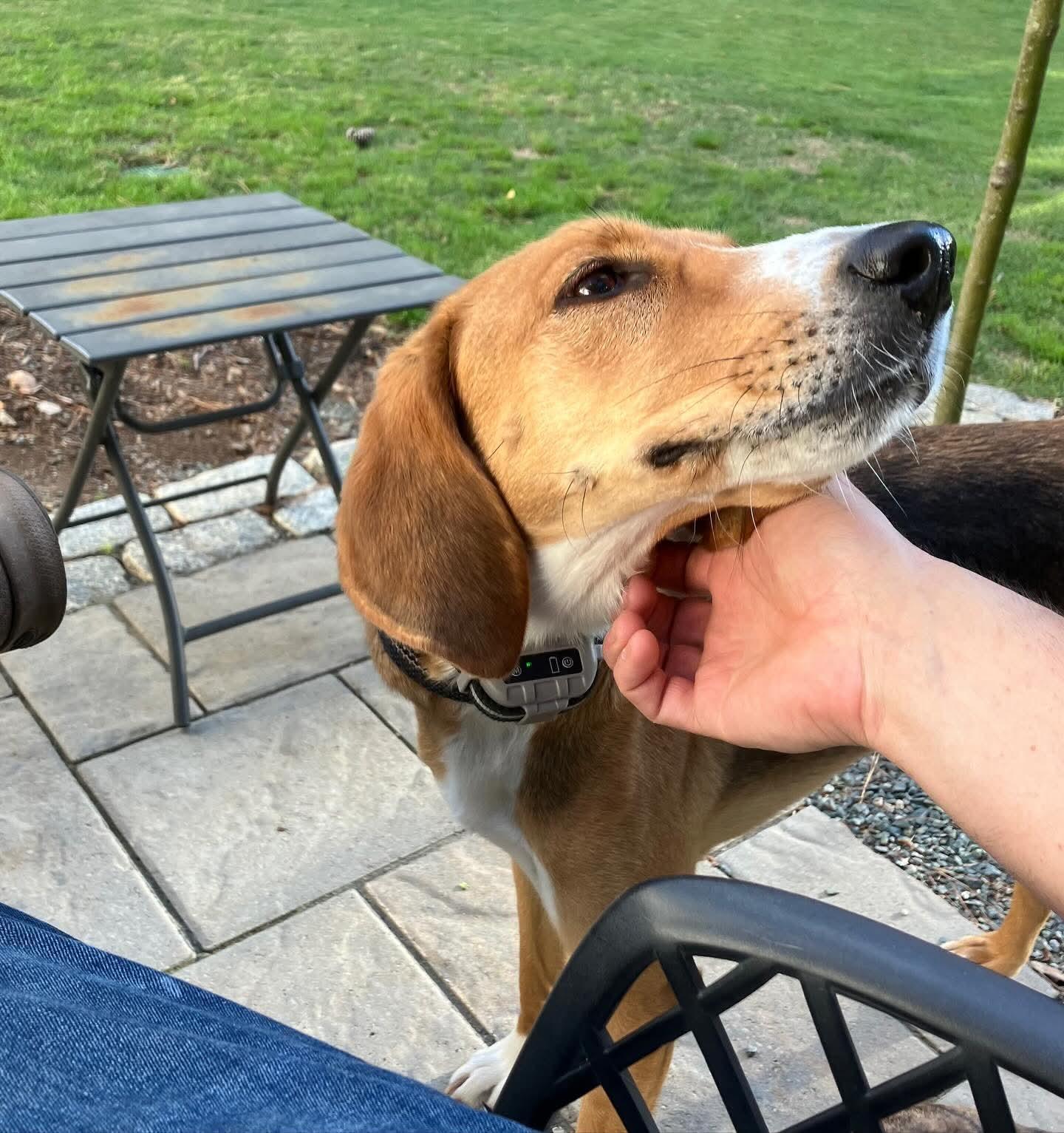 Enlarge Fern, an adopted Hound in Raleigh, NC image 3/6